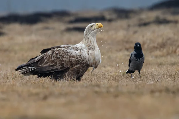 Білий хвіст орел — стокове фото