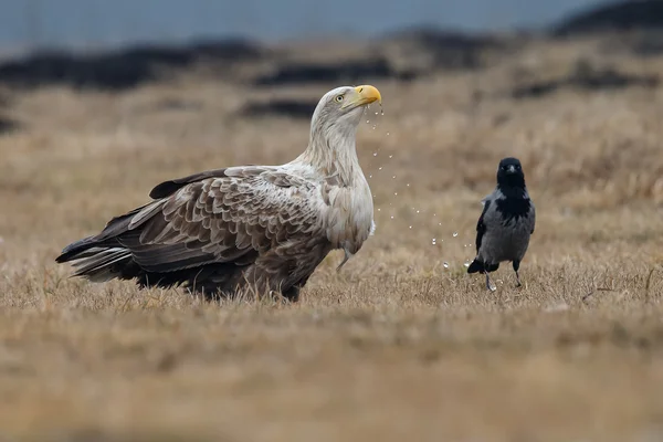 White tailed eagle — Stock Photo, Image