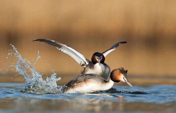 Grande Grebe Crested, aves aquáticas — Fotografia de Stock