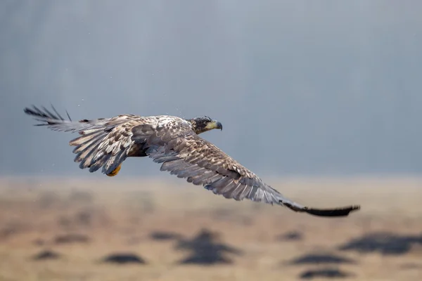 Águila de cola blanca — Foto de Stock