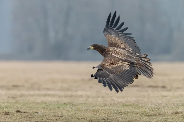 Beyaz kuyruklu kartal — Stok fotoğraf