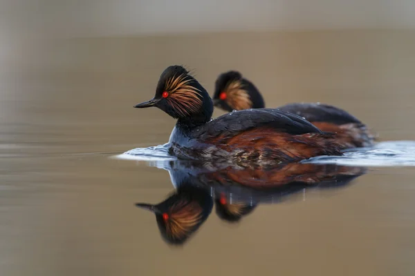 De zwarte Rondbodemkolf fuut-vogels — Stockfoto