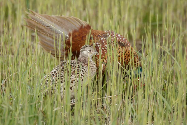 Common pheasant  male and female — Stock fotografie