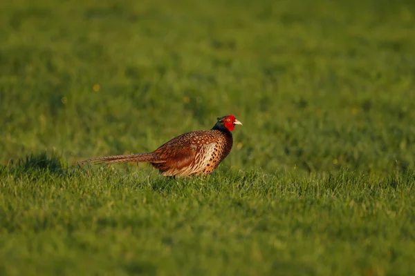 Pheasant male beautiful portrait — Stock Photo, Image