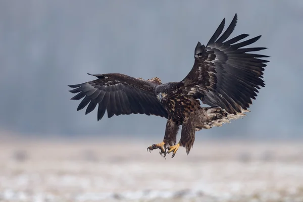 Seeadler — Stockfoto