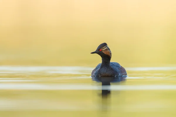 The black-necked grebe bird — ストック写真