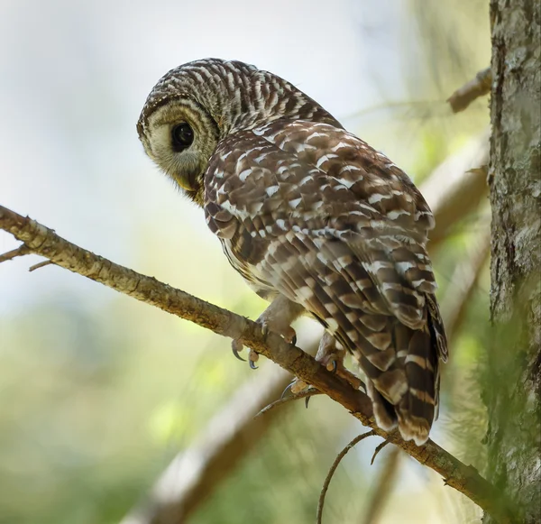 Barred owl on green tree — Φωτογραφία Αρχείου