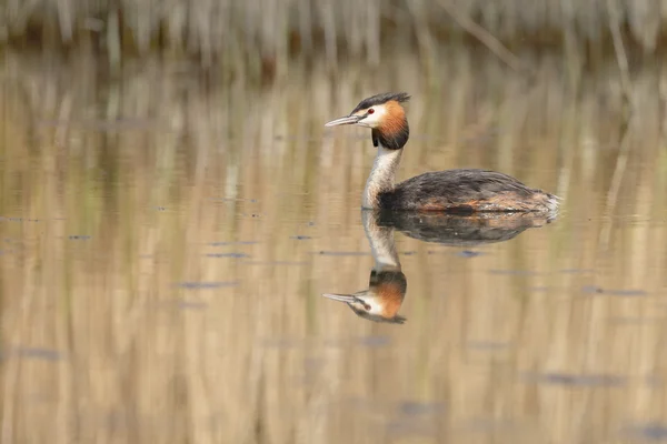 Great Crested Grebe — Stock Photo, Image