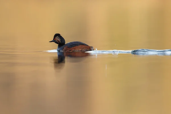 The black-necked grebe bird — Stock Photo, Image