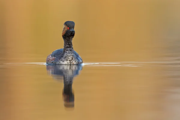 De fuut zwart Rondbodemkolf vogel — Stockfoto