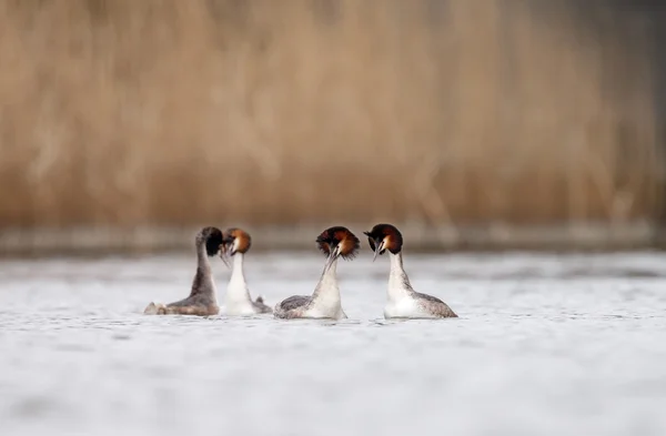 Grande Grebe Crested, uccelli acquatici — Foto Stock