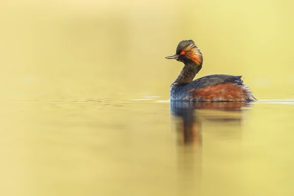 The black-necked grebe bird — Stock Photo, Image