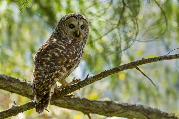 Barred owl on green tree — Stockfoto