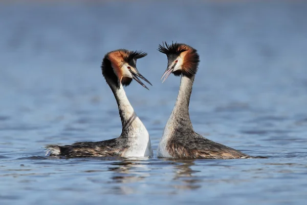 Gran Grebe Crestado, aves acuáticas — Foto de Stock