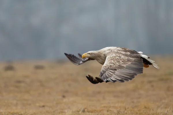 Aquila coda bianca — Foto Stock