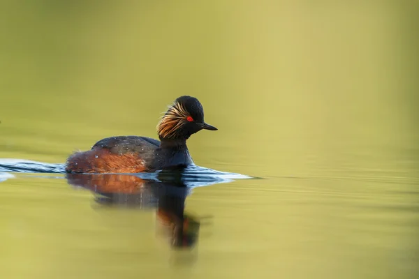 L'uccello del grebe dal collo nero — Foto Stock