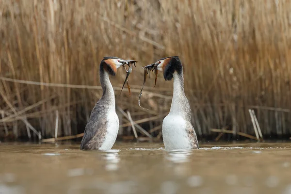 Perkoz dwuczuby, ptaków wodnych — Zdjęcie stockowe