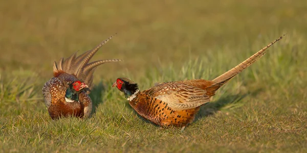 Bažantí samci bojují — Stock fotografie