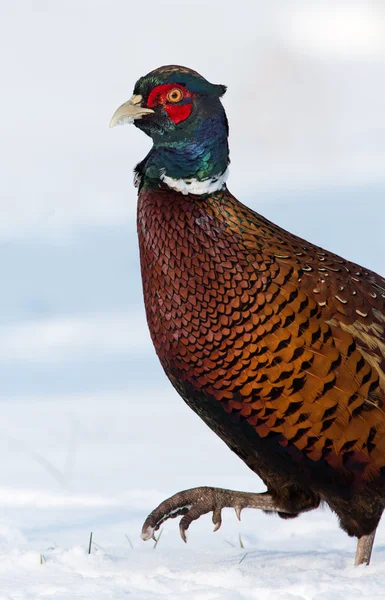 Fagiano maschio bellissimo ritratto — Foto Stock