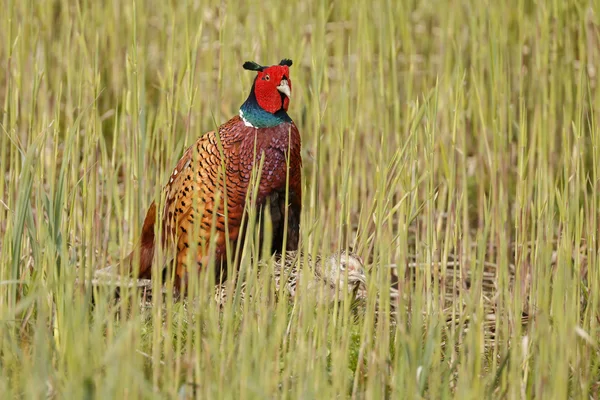 Common pheasant  male and female — Stock Photo, Image