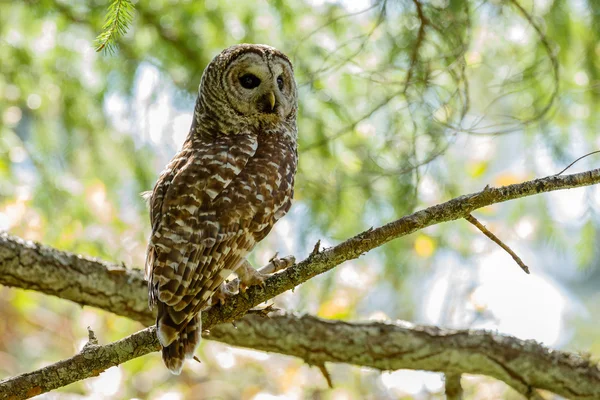 Barred owl on green tree — Φωτογραφία Αρχείου