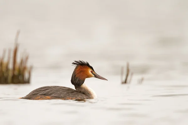 Great Crested Grebe, waterbird — Stock Photo, Image