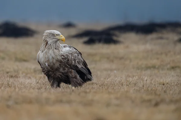 White tailed eagle — Stock Photo, Image