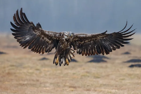 White tailed eagle — Stock Photo, Image