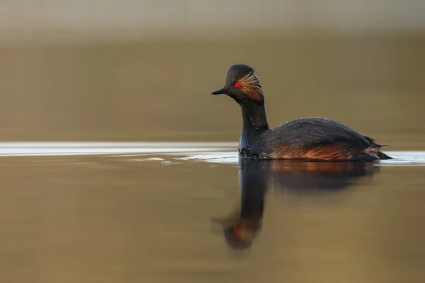The black-necked grebe bird — ストック写真