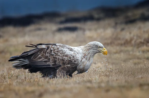Águila de cola blanca — Foto de Stock