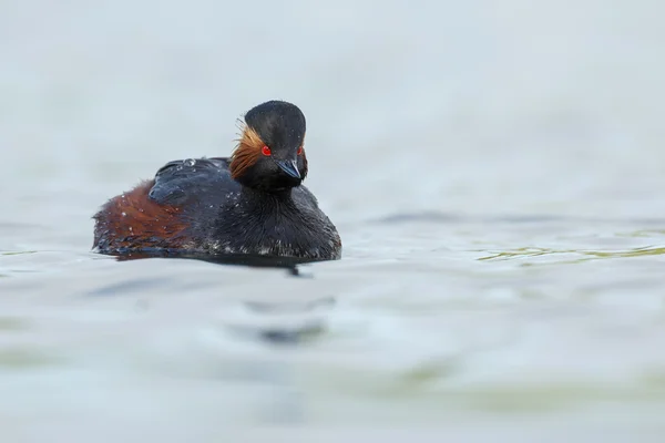 The black-necked grebe bird — ストック写真