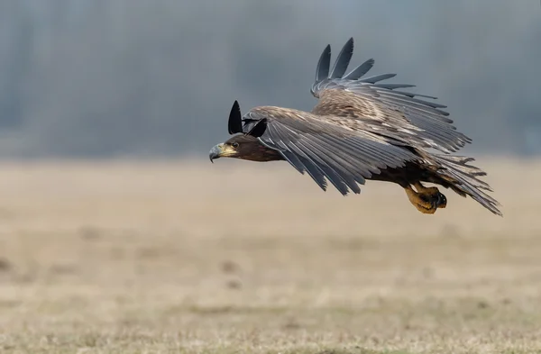 Witte tailed eagle — Stockfoto