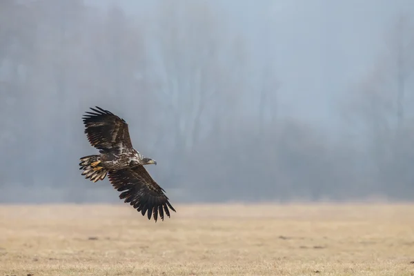 Seeadler — Stockfoto