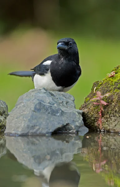 Magpie bird on nature — Stock fotografie