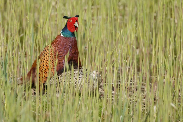 Common pheasant  male and female — ストック写真