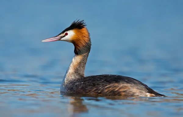 Fuut, geslacht — Stockfoto