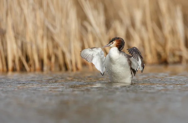 Gran Grebe Crestado — Foto de Stock