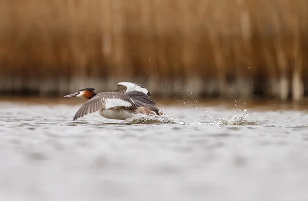 Μεγάλη λοφιοφόρος Grebe, υδρόβιων πτηνών — Φωτογραφία Αρχείου