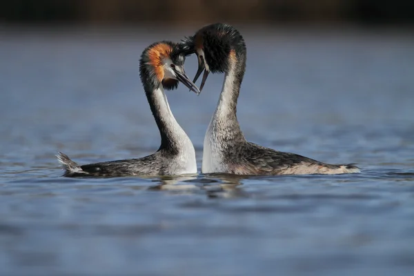 Grande Grebe Crested, aves aquáticas — Fotografia de Stock