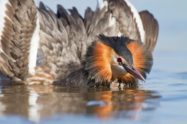 カンムリカイツブリ、水鳥 — ストック写真