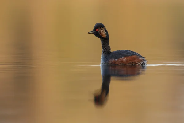 O pássaro grebe de pescoço preto — Fotografia de Stock