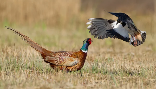 Pheasant is attacked by a lapwing — Stockfoto