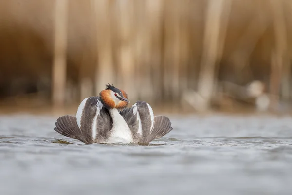 Gran Grebe Crestado, Pájaro Acuático — Foto de Stock