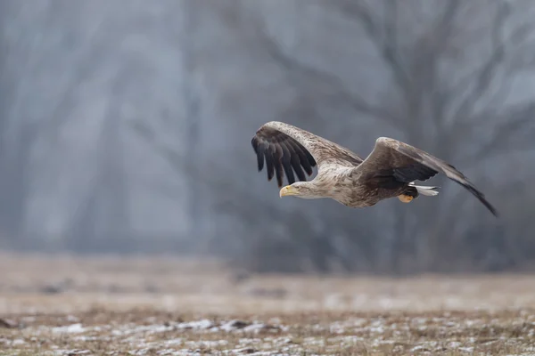 Aquila coda bianca — Foto Stock