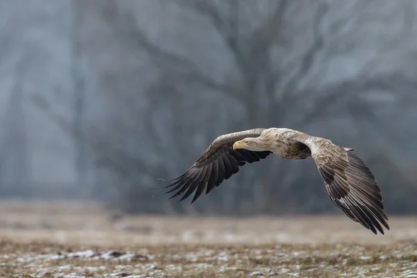 White tailed eagle — Stock Photo, Image