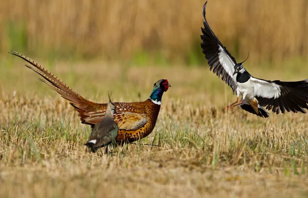 Pheasant is attacked by a lapwing — Φωτογραφία Αρχείου