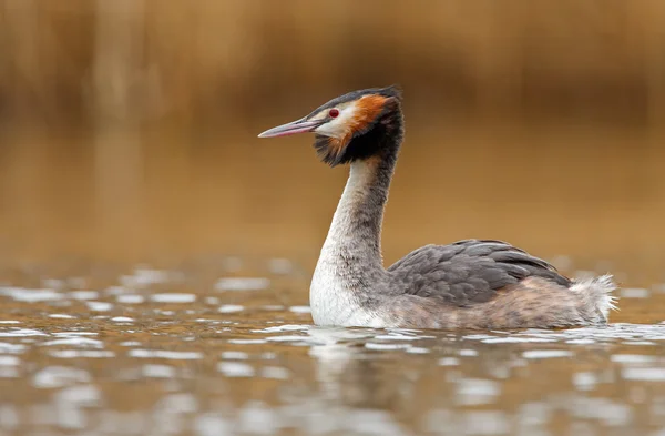 Gran Grebe Crestado —  Fotos de Stock