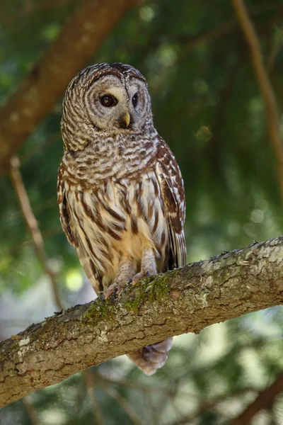 Barred owl on green tree — Stock fotografie