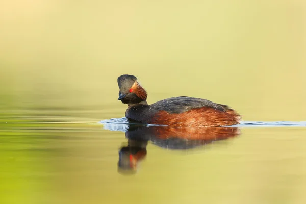 L'uccello del grebe dal collo nero — Foto Stock