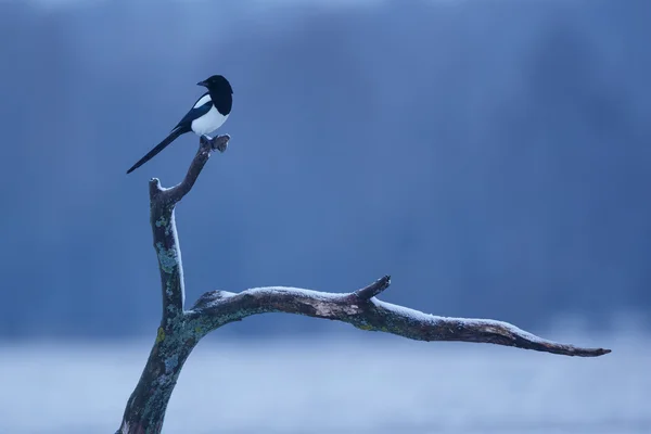 Magpie pássaro no inverno — Fotografia de Stock